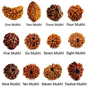 Buy Rudraksha Online | Original Rudraksha Price | Real Rudraksha